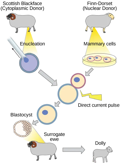 The illustration shows the steps in cloning the sheep named Dolly. An enucleated egg cell from one sheep is fused with a mammary cell from another sheep. This fused cell then divides to the blastocyst stage and is placed in the uterus of the surrogate ewe, where it develops into the lamb, Dolly. Dolly is the genetic clone of the mammary cell donor.