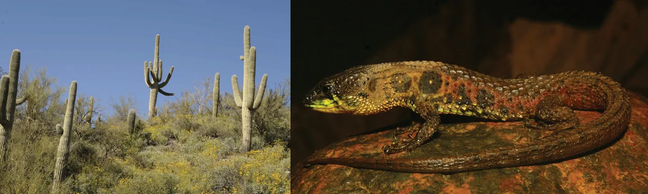  The photo on the left shows large, stalk-like saguaro cacti with multiple arms, and the photo on the right shows a lizard on a rock.