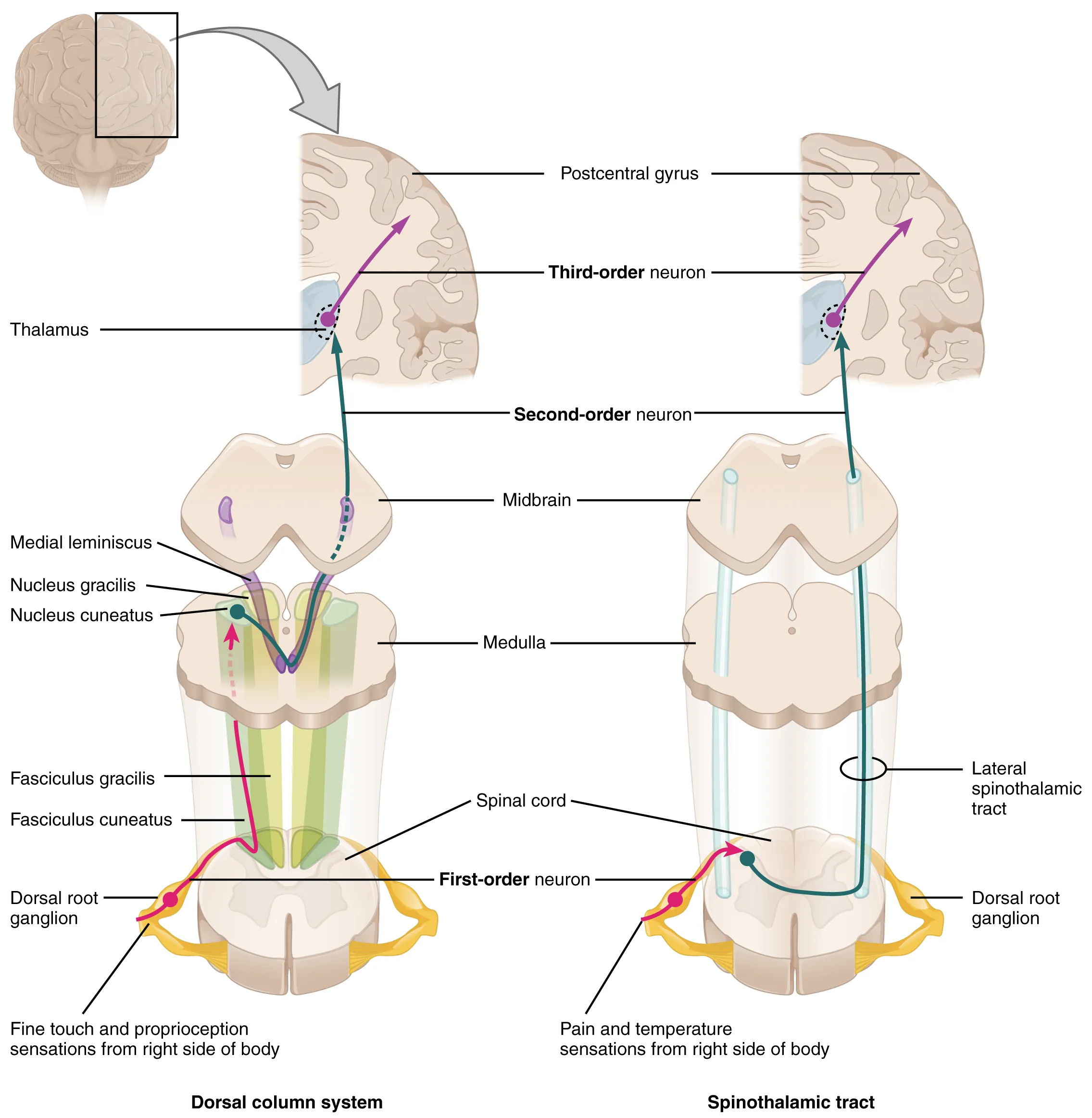 The left panel shows the dorsal column system and its connection to the brain. The right column shows the spinothalamic tract and its connection to the brain.