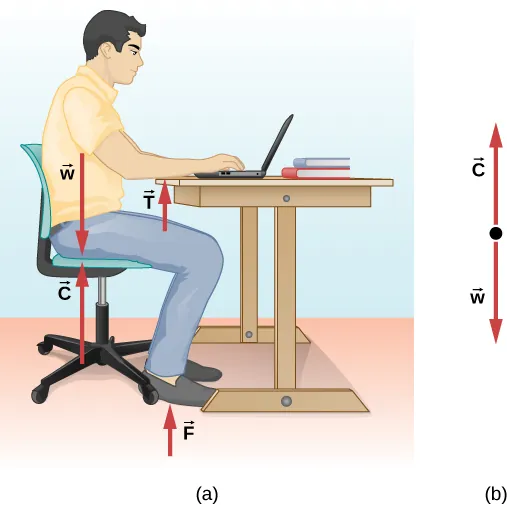 La Figura a muestra a una persona sentada en una silla, con los antebrazos apoyados en una mesa. La fuerza C hacia arriba y la W hacia abajo, ambas de igual magnitud, actúan a lo largo de la línea de su torso. La fuerza T está en la dirección ascendente cerca de los antebrazos de la persona. La fuerza F está en la dirección ascendente cerca de los pies de la persona. La Figura b muestra el diagrama de cuerpo libre de C y W.