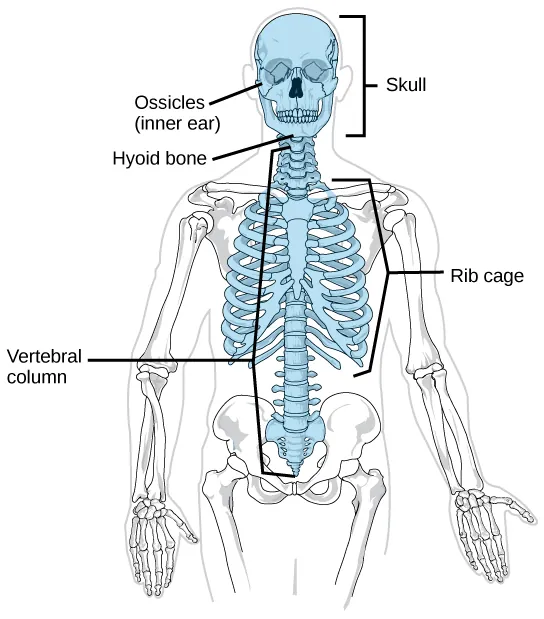 On a human skeleton, the parts of the axial skeleton are highlighted.