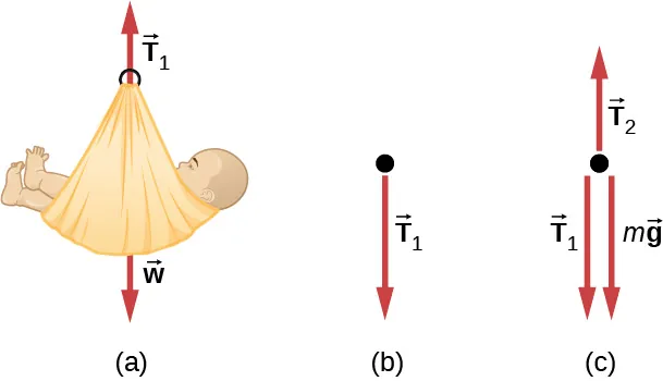 La Figura a muestra un bebé en una cesta, la flecha T1 apunta hacia arriba y la flecha w apunta hacia abajo. La Figura b muestra un diagrama de cuerpo libre de la flecha T1 que apunta hacia abajo. La Figura c muestra un diagrama de cuerpo libre de T1 que apunta hacia abajo, T2 apunta hacia arriba y mg apunta hacia abajo.