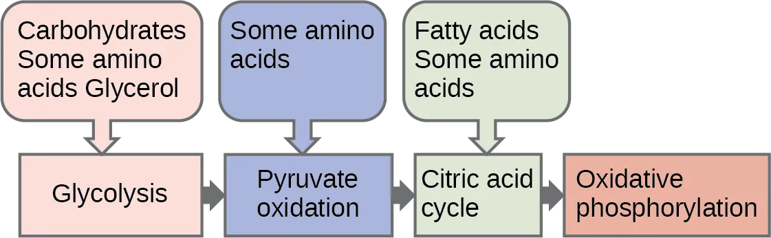 This illustration shows that glycogen, fats, and proteins can be catabolized via aerobic respiration. Glycogen is broken down into glucose, which feeds into glycolysis at the start. Fats are broken down into glycerol, which is processed by glycolysis, and fatty acids are converted into acetyl CoA. Proteins are broken down into amino acids, which are processed at various stages of aerobic respiration, including glycolysis, acetyl CoA formation, and the citric acid cycle.