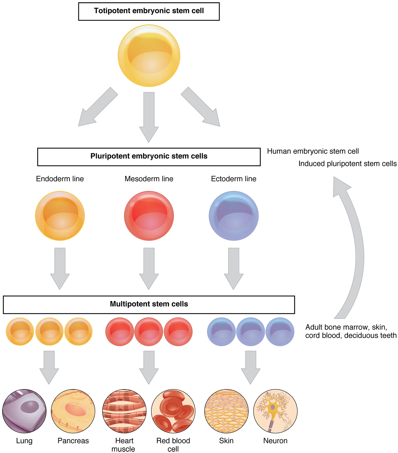 This flow chart shows the differentiation of stem cells into different cell types. The top layer shows a totipotent stem cell, which becomes a pluripotent stem cell and then a multipotent stem cell. A multipotent stem cell can then differentiate into different cell types.