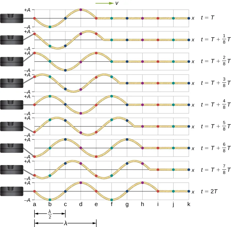Rysunek pokazuje różne etapy rozchodzenia się fali poprzecznej, poszczególne zdjęcia odpowiadają chwilom czasu od 1 przez 8 T. Punkty odniesienia leżące na fali zaznaczono przy pomocy kropek. Punkty poruszają się w górę i w dół w zakresie od – A do +A. Kropka, która znajduje się w stanie równowagi w chwili t=T, osiąga punkt +A w czasie t=T plus 2 przez 8 T. Następnie porusza się z powrotem osiągając położenie równowagi w chwili t= T plus 4 przez 8 T. Po tym osiąga –A w czasie t=T plus 6 przez 8 T i z powrotem osiąga położenie równowagi w chwili t=2T. Wszystkie inne punkty również wracają do swych wyjściowych położeń po czasie t=2T.