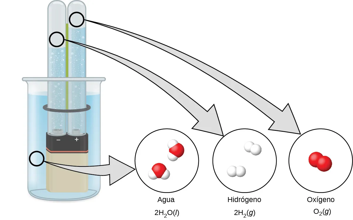 Un diagrama muestra un vaso de precipitados que contiene un líquido, una batería sumergida en el líquido y dos probetas. La batería tiene marcados los terminales positivo y negativo. El líquido está conectado por una flecha hacia la derecha con una imagen de dos moléculas formadas por un átomo rojo y dos blancos. Está marcada como "Agua" y "2 H subíndice 2 O (l)". La probeta de la izquierda sobre el signo negativo está conectada por una flecha hacia la derecha a una imagen de dos pares de átomos blancos. La imagen está marcada como "Hidrógeno" y "2 H subíndice 2 (g)" La probeta de la derecha, sobre el signo positivo, está conectada por una flecha hacia la derecha con una imagen de un par de átomos rojos. La imagen está marcada como "Oxígeno" y "O subíndice 2 (g)".