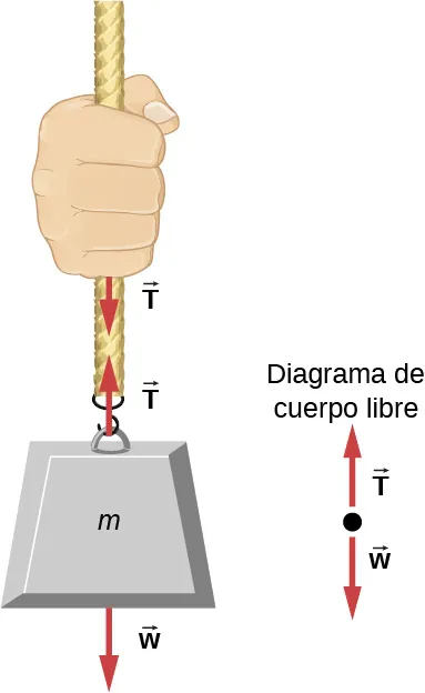 La figura muestra la masa m que cuelga de una cuerda. A lo largo de la cuerda se muestran dos flechas de igual longitud, ambas marcadas como T: una apunta hacia arriba y la otra, hacia abajo. Una flecha marcada como w apunta hacia abajo. Un diagrama de cuerpo libre muestra que T apunta hacia arriba y w hacia abajo.
