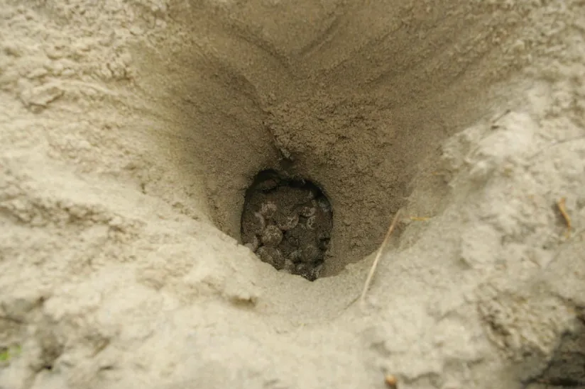 A deep hole is shown dug into sand with marks from claws apparent. At the bottom of the hole are sand covered eggs.