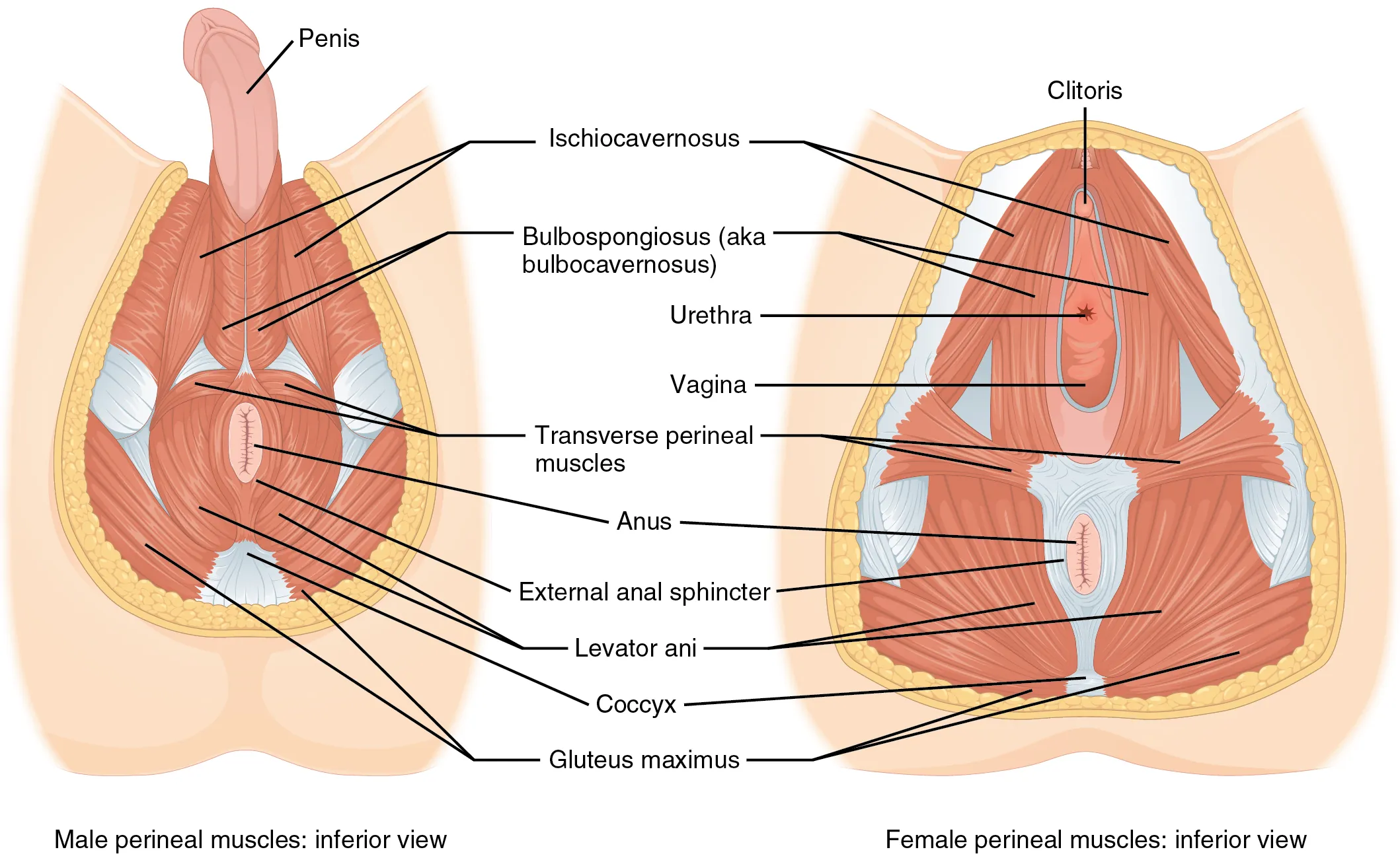 The left panel shows the muscles of the perineum in the male, and the right panel shows the muscles of the perineum in the female.
