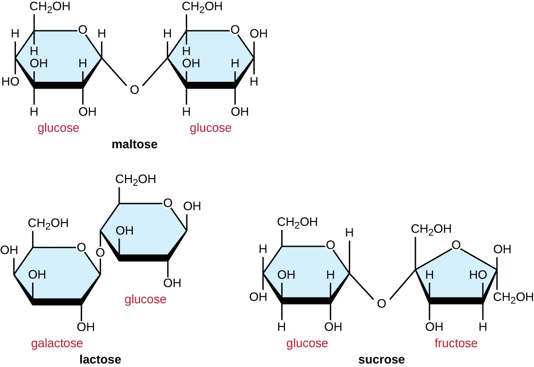 Maltose is made of 2 glucose molecules linked with O from Carbon 4 of one glucose to carbon 1 of the other. Lactose is made of a glucose linked to a galactose. Carbon 4 of glucose is linked to carbon 1 of galactose. Sucrose is made of a glucose and a fructose. Carbon 1 of glucose is bound to carbon 2 of fructose.
