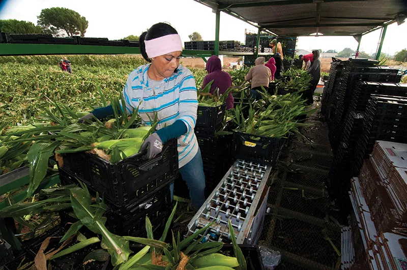 In the foreground of a large field, a person wearing a wide headband and work gloves lifts a crate of recently-harvested corn, still in its green husks, onto a conveyor belt. Additional workers do similar work in the background.