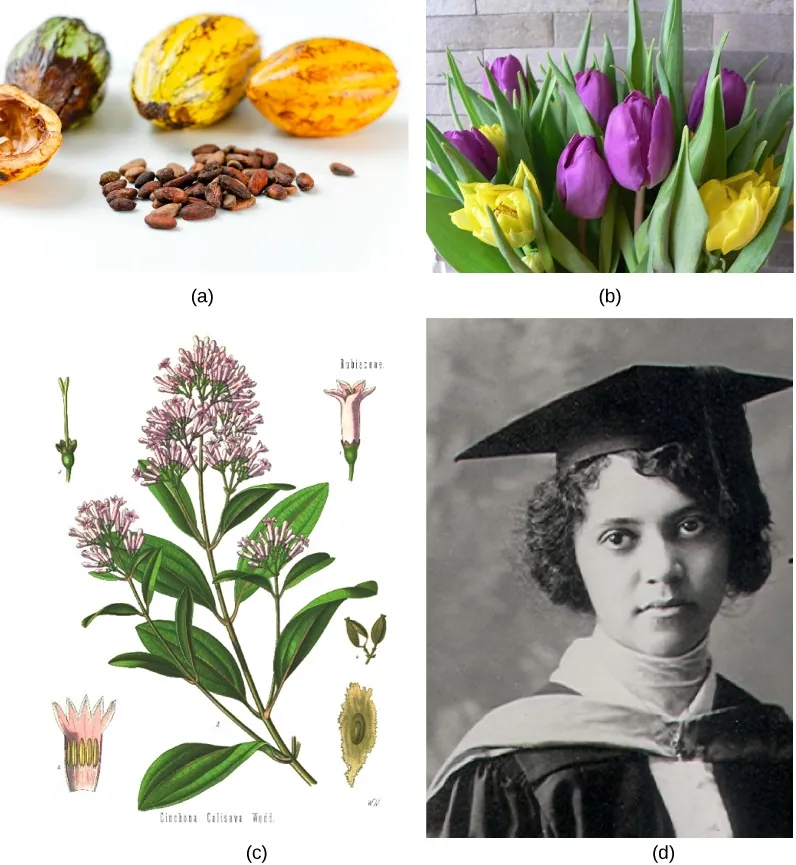 Photo A shows small, almond-shaped cacao seeds and the oval cacao fruit. Photo B shows a bouquet of purple and yellow tulips. Illustration C shows the teardrop-shaped leaves and small pink flowers of a cinchona tree. Photo D is a black-and-white photograph of Alice Ball in a university cap and gown.
