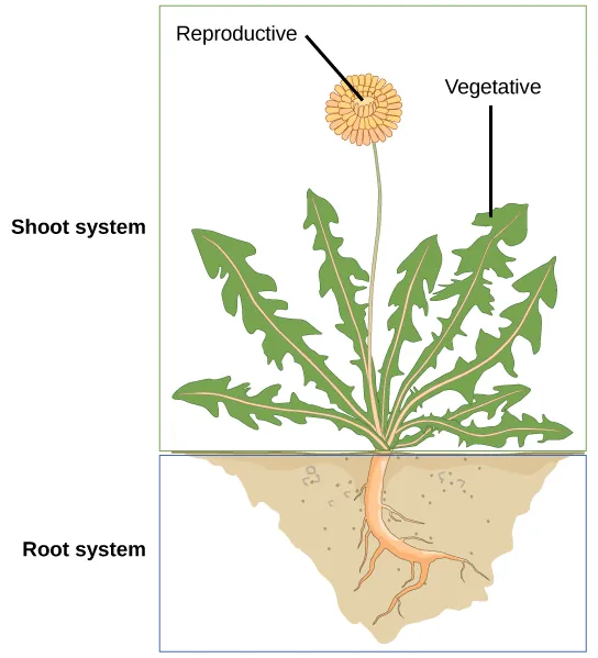Illustration shows a dandelion plant. The shoot system consists of leaves and a flower on a stem.  The flower is labeled as reproductive; the leaves are labeled as vegetative.  The root system consists of a single, thick root that branches into smaller roots.