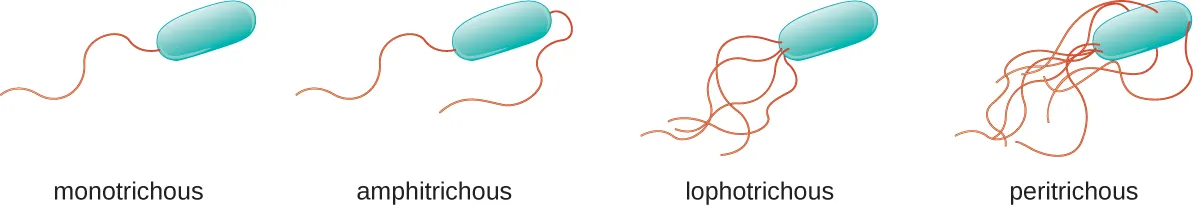 Diagrams of flagellar arrangements. Monotrichous bacteria have a single flagellum at one end. Amphitrichouls bacteria have one flagellum at each end. Lophotrichous bacteria have a tuft of flagella at one end. Peritrichous bacteria have flagella all the way around the outside of the cell.