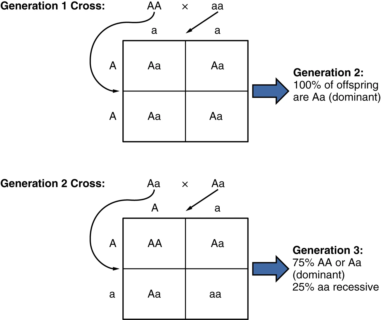 This diagram shows the genetics experiment conducted by Mendel. The top panel shows the offspring from first generation cross and the bottom panel shows the offspring from the second generation cross.