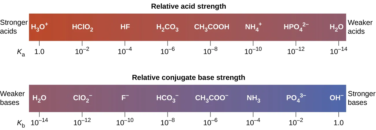 The diagram shows two horizontal bars. The first, labeled, “Relative acid strength,” at the top is red on the left and gradually changes to purple on the right. The red end at the left is labeled, “Stronger acids.” The purple end at the right is labeled, “Weaker acids.” Just outside the bar to the lower left is the label, “K subscript a.” The bar is marked off in increments with a specific acid listed above each increment. The first mark is at 1.0 with H subscript 3 O superscript positive sign. The second is ten raised to the negative two with H C l O subscript 2. The third is ten raised to the negative 4 with H F. The fourth is ten raised to the negative 6 with H subscript 2 C O subscript 3. The fifth is ten raised to a negative 8 with C H subscript 3 C O O H. The sixth is ten raised to the negative ten with N H subscript 4 superscript positive sign. The seventh is ten raised to a negative 12 with H P O subscript 4 superscript 2 negative sign. The eighth is ten raised to the negative 14 with H subscript 2 O. Similarly the second bar, which is labeled “Relative conjugate base strength,” is purple at the left end and gradually becomes blue at the right end. Outside the bar to the left is the label, “Weaker bases.” Outside the bar to the right is the label, “Stronger bases.” Below and to the left of the bar is the label, “K subscript b.” The bar is similarly marked at increments with bases listed above each increment. The first is at ten raised to the negative 14 with H subscript 2 O above it. The second is ten raised to the negative 12 C l O subscript 2 superscript negative sign. The third is ten raised to the negative ten with F superscript negative sign. The fourth is ten raised to a negative eight with H C O subscript 3 superscript negative sign. The fifth is ten raised to the negative 6 with C H subscript 3 C O O superscript negative sign. The sixth is ten raised to the negative 4 with N H subscript 3. The seventh is ten raised to the negative 2 with P O subscript 4 superscript three negative sign. The eighth is 1.0 with O H superscript negative sign.
