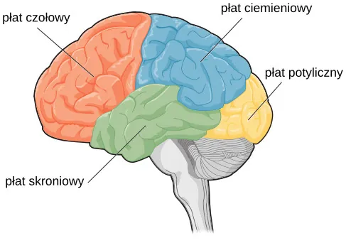 Rysunek przedstawia cztery płaty mózgu.