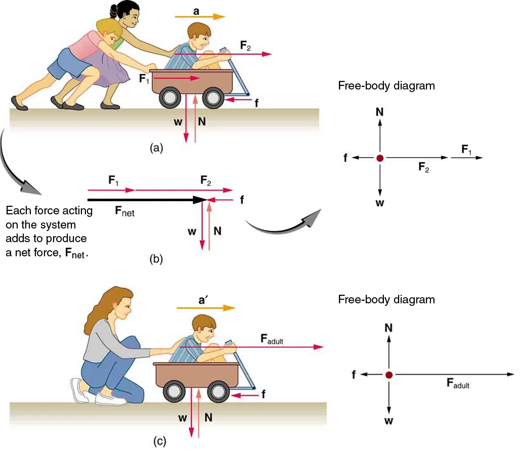 (a) A boy in a wagon is pushed by two girls toward the right. The force on the boy is represented by vector F one toward the right, and the force on the wagon is represented by vector F two in the same direction. Acceleration a is shown by a vector a toward the right and a friction force f is acting in the opposite direction, represented by a vector pointing toward the left. The weight W of the wagon is shown by a vector acting downward, and the normal force acting upward on the wagon is represented by a vector N. A free-body diagram is also shown, with F one and F two represented by arrows in the same direction toward the right and f represented by an arrow toward the left, so the resultant force F net is represented by an arrow toward the right. W is represented by an arrow downward and N is represented by an arrow upward; both the arrows have same length.           (b) A boy in a wagon is pushed by a woman with a force F adult, represented by an arrow pointing toward the right. A vector a-prime, represented by an arrow, depicts acceleration toward the right. Friction force, represented by a vector f, acts toward the left. The weight of the wagon W is shown by a vector pointing downward, and the Normal force, represented by a vector N having same length as W, acts upward. A free-body diagram for this situation shows force F represented by an arrow pointing to the right having a large length; a friction force vector represented by an arrow f pointing left has a small length. The weight W is represented by an arrow pointing downward, and the normal force N, is represented by an arrow pointing upward, having the same length as W.