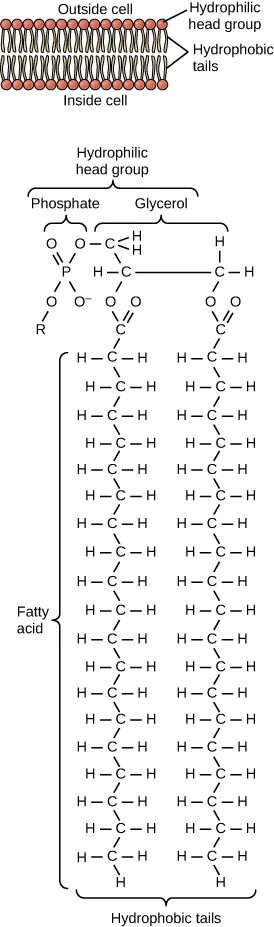 The figure shows a glycerol and phosphate molecule attached to each other with a label that reads hydrophilic head group. The phosphate molecule consists of a P in the middle with four main branches: a double line connecting to an O, a single line connecting to an O that is also connected by a single line to a R, a single line connecting to an O-, and a single line connecting to an O. The single line connected to the O is also connected by a single line to a C in the glycerol molecule.  This C is connected by two single lines to two H atoms and to another C. This second C is also connected by single lines to:  1 H, 1 C on the right side of the molecule that is connected to two Hs. The left C that connects to the right C are each connected with single lines to separate O atoms. These two O atoms are each connected to separate C atoms that are connected by a double line to an O atom. Finally, these two C atoms are also connected to two separate fatty acid chains made C atoms connected to each other by single lines. Each C is also connected to H molecules, forming four total bonds for each C. Next to the molecule is an image of the cell membrane with two layers. The top of the diagram is labelled Outside of the Cell and the bottom is labelled Inside of the cell. The very top and the bottom of the two layers contain circular structures labelled hydrophobic head. In the middle are string-like structures labelled hydrophilic tails.