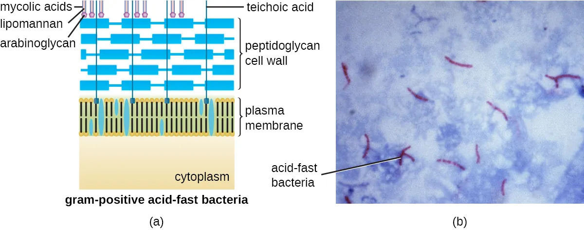 A) A diagram of gram-positive acid-fast bacteria. The plasma membrane is shown on top of the cytoplasm and a thick layer of peptidoglycan makes up the cell wall outside the plasma membrane. Teichoic acids connect the peptidoglycans to the plasma membrane. On top of the peptidoglycans are mycolic acids, lipomannan and arabinoglycans. B) A micrograph of red cells labeled acid fast bacteria.