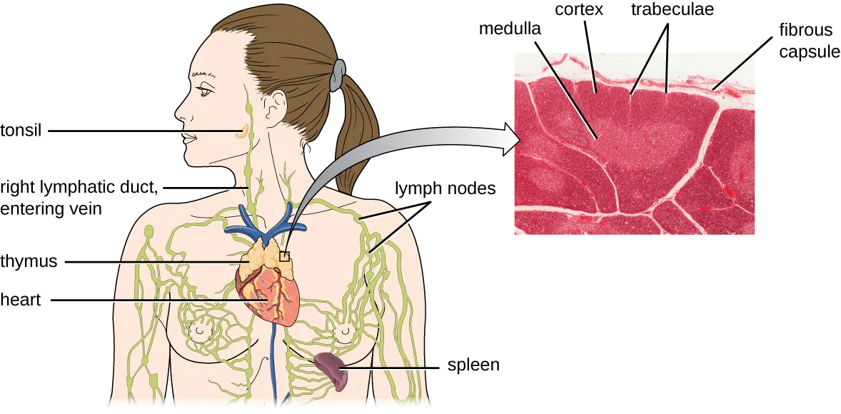A drawing of the thymus (a structure sitting on the surface of the heart); the spleen (a kidney shaped structure in the upper left abdomen; the right lymphatic duct entering vein (a tube in the neck); lymph nodes (enlarged regions of lymph ducts); and a tonsil in the cheek. A callout shows a micrograph of the thymus which has a surface layer labeled fibrous capsule, a central tissue labeled medulla, out tissue labeled cortex, and lighter branches in the cortex labeled trabeculae.