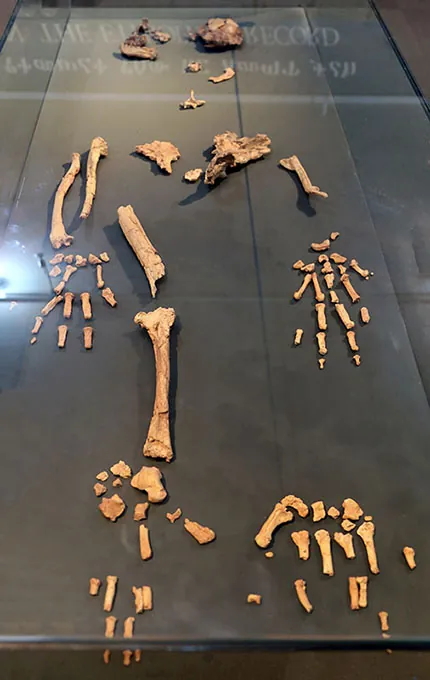 Partial skeleton laid out on a table. Fewer than a quarter of the bones are present.