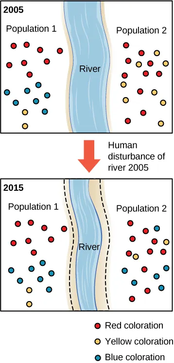 Two diagrams are shown, one representing 2005 and the other representing 2015. Both show a river separating population 1 and population 2. Both populations contain a mix of red, blue and yellow dots. In 2005, population 1 contains 8 red dots, 7 blue dots, and 2 yellow dots. In 2005, population 2 contains 9 red dots, 0 blue dots, and 8 yellow dots. In 2015, population 1 contains 8 red dots, 7 blue dots, and 2 yellow dots. In 2015, population 2 contains 10 red dots, 6 blue dots, and 2 yellow dots.