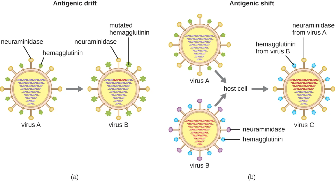 a) antigenic drift results from genetic mutations. Virus A is shown with different shaped pieces on the outside labeled neuraminidase and hemagglutinin. The mutated hemagglutinin has a different shape. B) Antigenic shift results from genetic reassortment. Virus A has green hemagglutinin and orange neuraminidase on the outside. Virus B has purple neuraminidase and blue hemagglutinin. These both enter the same host cell. Virus C is then produced which has the neuraminidase from virus A and the hemagglutinin from virus B.