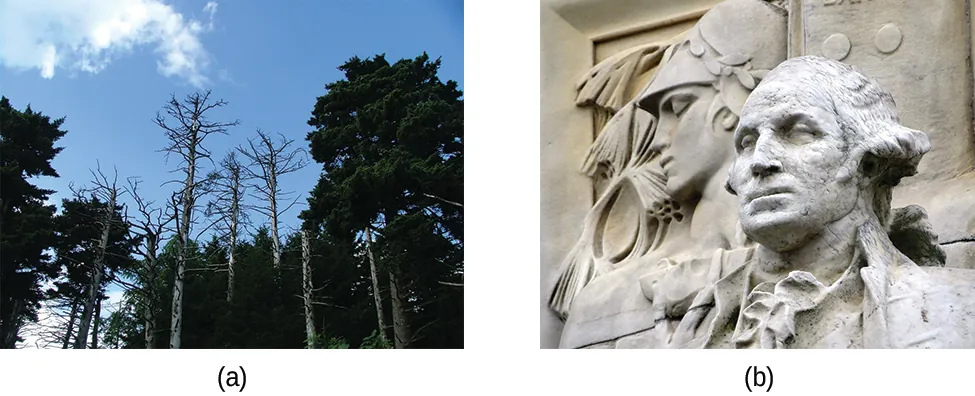 Se muestran dos fotos. La fotografía a de la izquierda muestra la parte superior de árboles contra un cielo azul brillante. Las copas de varios árboles en el centro de la fotografía tienen ramas desnudas y parecen estar muertas. La imagen b muestra una estatua de un hombre que parece de la época de la guerra revolucionaria en mármol o piedra caliza.