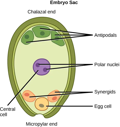  Illustration depicts the embryo sac of an angiosperm, which is egg-shaped. The narrow end, called the micropylar end, has an opening that allows pollen to enter. The other end is called the chalazal end. Three cells called antipodals are at the chalazal end. The egg cell and two other cells called synergids are at the micropylar end. Two polar nuclei are inside the central cell in the middle of the embryo sac.