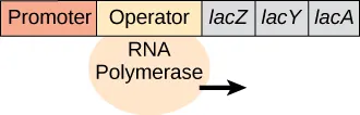 A short rectangular piece is divided into five segments with the left-hand two segments being longer than the three segments to their right. From left to right, the segments are labeled promoter, operator, and italicized lac Z, lac Y, and lac A. An oval labeled R N A polymerase is attached to the bottom of the operator and has an arrow pointing to the right.
