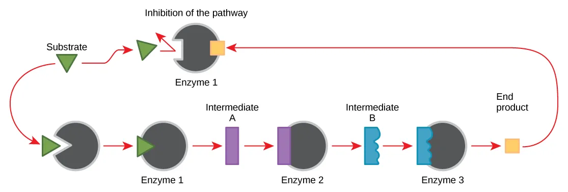 This diagram shows a metabolic pathway in which three enzymes convert a substrate, in three steps, into a final product. The final product inhibits the first enzyme in the pathway.