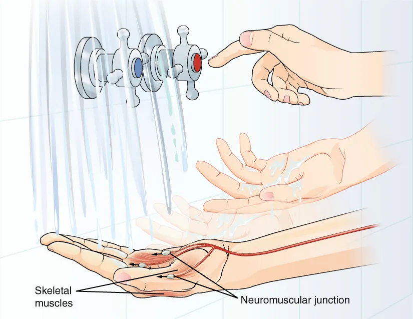 This diagram shows the later steps of Figure 12.13. A hand is placed under flowing water. The axon of a motor neuron travels down the forearm and then branches as it reaches the hand. Each branch synapses with a different skeletal muscle in the hand. The synapse between the axon branches and the muscle is a neuromuscular junction. An impulse travelling down the motor neuron will cause the skeletal muscles to contract, resulting in muscle movement. In this case, the movement results in the person adjusting the faucet dials to change the temperature of the water.