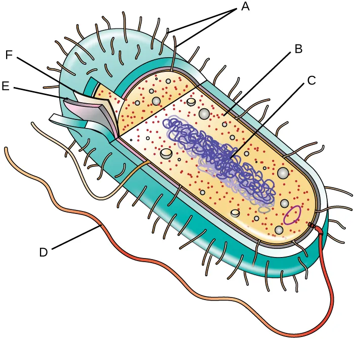 A diagram of a bacterial cell. The thick outer structure of the cell is not lableled. The next layer in (a thinner structure) is labeled E. A much thinner structure inside of that is labeled F. Inside of F is the main body of the cell. Small dots are labeled B. A long line forming a loop is labeled C. On the outside of the cell, short projectsions are labeled A and a long projection is labeled D.