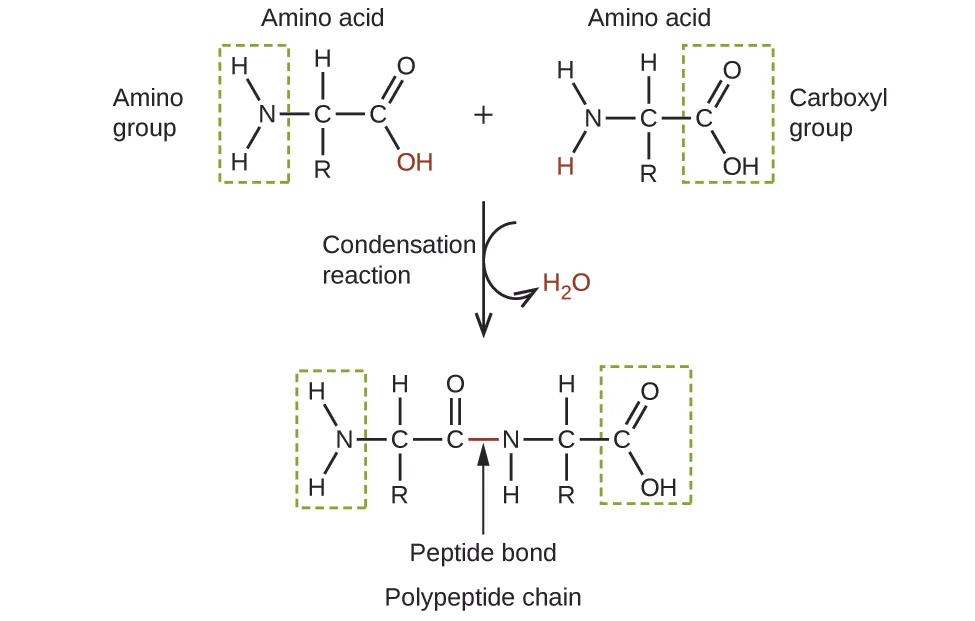 This figure shows two amino acid molecules. These molecules have two singly bonded carbon atoms to which an amino group is bonded on the left and the C atom to the right is a component of a carboxyl group. The C atom at the center has an R group bonded below and an H atom bonded above. The amino acid at the top left has an amino group identified and enclosed in a green dashed rectangle. This group is comprised of an N atom with two bonded H atoms. The amino acid at the right has a carboxyl group identified in a green dashed rectangle. This group has a C atom to which an O H group and a doubly bonded O atom are bonded. The amino acid to the left has the O H group to the lower right in red. The amino acid on the right has an H atom that is bonded to the N atom in red. An arrow points downward and is labeled condensation reaction. A curved arrow extends down and to the right off of the downward arrow, pointing to H subscript 2 O, which is in red. A single, larger molecule appears beneath the downward arrow. At the locations of the red O H group and H atom, the amino acid molecules are bonded together. This bond is labeled as a peptide bond and the larger molecule formed is labeled as a polypeptide chain.
