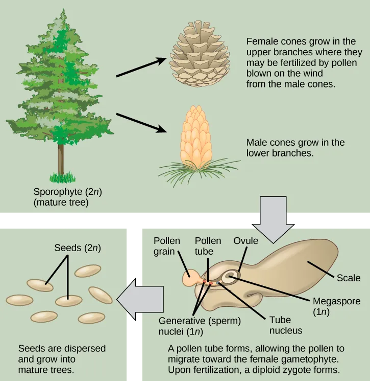 The conifer life cycle begins with a mature tree, which is called a sporophyte and is diploid 2 n. The tree produces male cones in the lower branches, and female cones in the upper branches. The male cones produce pollen grains that contain two generative, sperm, nuclei and a tube nucleus. When the pollen lands on a female scale, a pollen tube grows toward the female gametophyte, which consists of an ovule containing the megaspore. Upon fertilization, a diploid zygote forms. The resulting seeds are dispersed, and grow into a mature tree, ending the cycle.