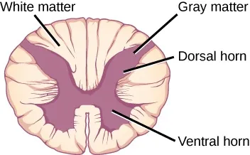 Illustration of a cross-section of the spine from the top showing white matter, gray matter, dorsal horn, ventral horn.