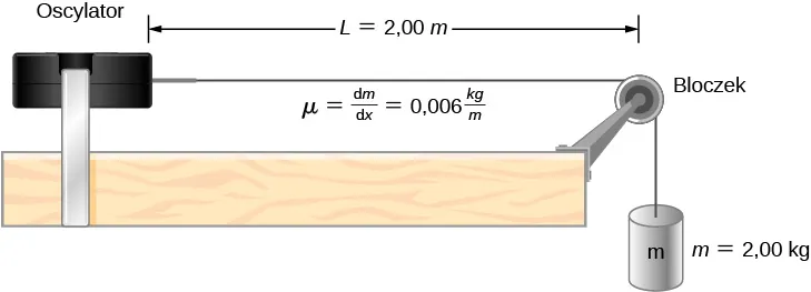 Z lewej strony rysunku znajduje się oscylator. Struna jest zamocowana do prawego boku obudowy wibratora. Struna przerzucona jest przez bloczek, a jej koniec zwisa pionowo. Koniec struny jest obciążony odważnikiem o masie m = 2 kg. Struna porusza się wzdłuż bloczka bez tarcia. Odległość pomiędzy bloczkiem a oscylatorem wynosi L = 2 m. Odległość ta jest opisana jako mu równa się delta m dzielone przez delta x równa się 0,006 kg na m.