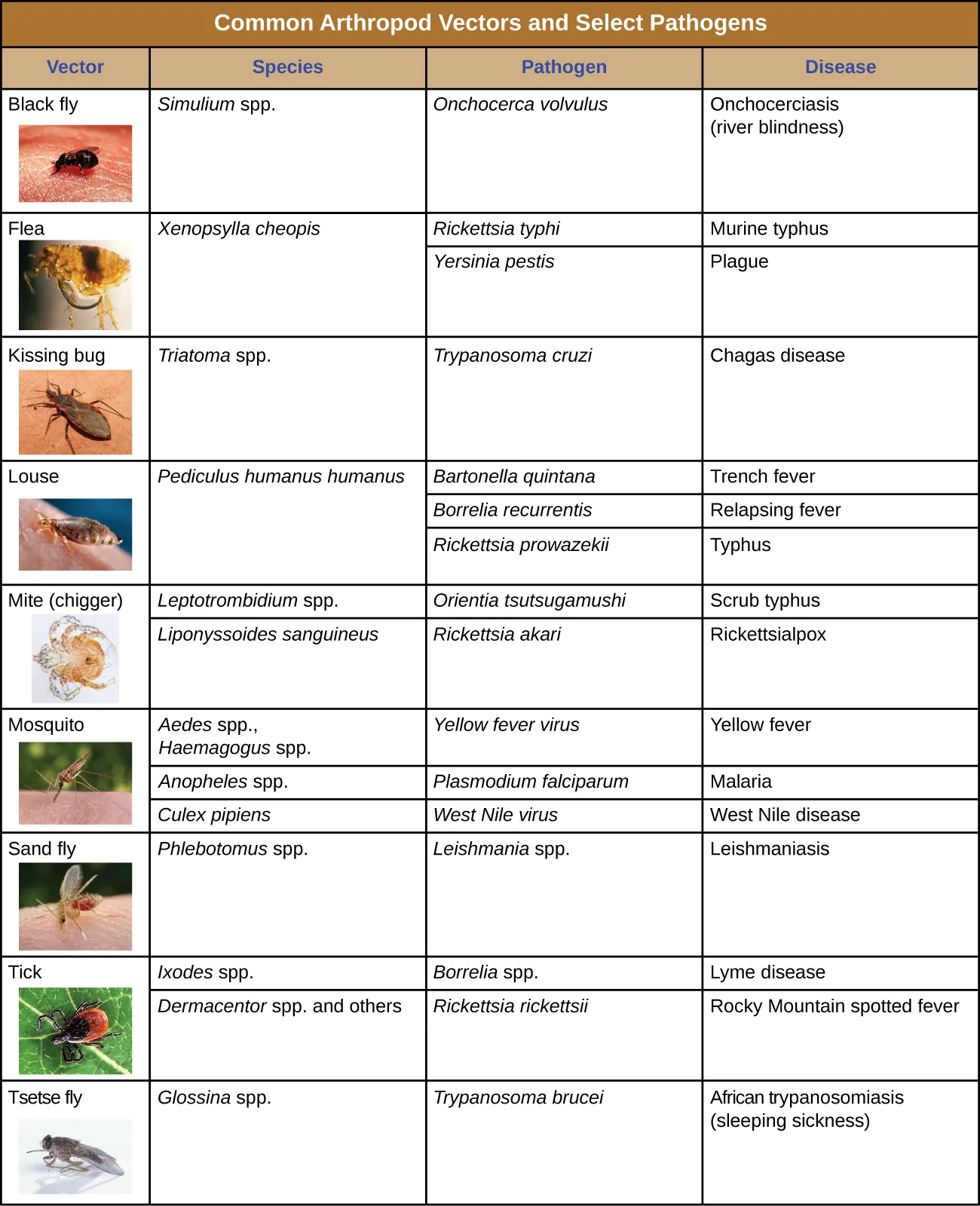 Table titled common arthropod vectors and selected pathogens. Columns: Vector; species, pathogen; disease. Black fly; Simulium spp.; Onchocerca volvulus; Onchocerciasis (river blindness). Flea (has 2). Ctenocephalides felis; Bartonella henselae; cat scratch disease. Xenopsylla cheopis (has 2). Rickettsia typhi; murine typhus. Yersinia pestis; plague. Kissing bug, Triatoma spp.; Trypanosoma cruzi; Chagas disease. Louse; Pediculus humanus humanus (has 3) Bartonella quintana; trench fever. Borrelia recurrentis; relapsing fever. Rickettsia prowazekii; typhus. Mite/chigger (has 2).  Leptotrombidium spp.; Orientia tsutsugamushi; scrub typhus. Rickettsia akari; rickettsialpox. Moquito (has 3). Aedes spp and Haemogogus spp.; yellow fever virus; yellow fever. Anopheles spp.; Plasmodium falciparum; malaria. Cutex pipiens; west nile virus, west nile disease. Sand fly; Phlebotomus spp.; Leishmania spp.; Leishmaniasis. Tick (has 2): Ixodes spp; Borrelia spp.; Lyme disease. Dermacentor spp. And others; Rickettsi rickettsia; rocky mountain spotted fever. Tsetse fly; Glossina spp. Trypanosoma brucei Trypanosomiasis (sleepting sickness).