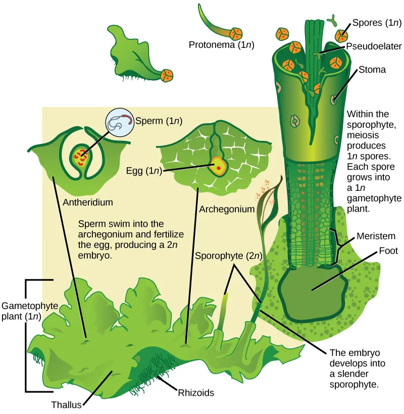 In hornworts, the gametophyte is a haploid 1 n leaf-like structure with slender stalks called rhizoids underneath. Male sex organs called antheridia produce sperm, and female sex organs called archegonia produce eggs. Both male and female sex organs form just beneath the surface of the gametophyte, and are exposed to the surface as the organs mature. The sperm swims to the egg or is propelled by water. When the egg is fertilized, the embryo grows into a hollow tube-like structure called a sporophyte. Meiosis inside the sporophyte produces haploid 1 n spores. The spores are ejected from the top of the tube. They grow into new gametophytes, completing the cycle.