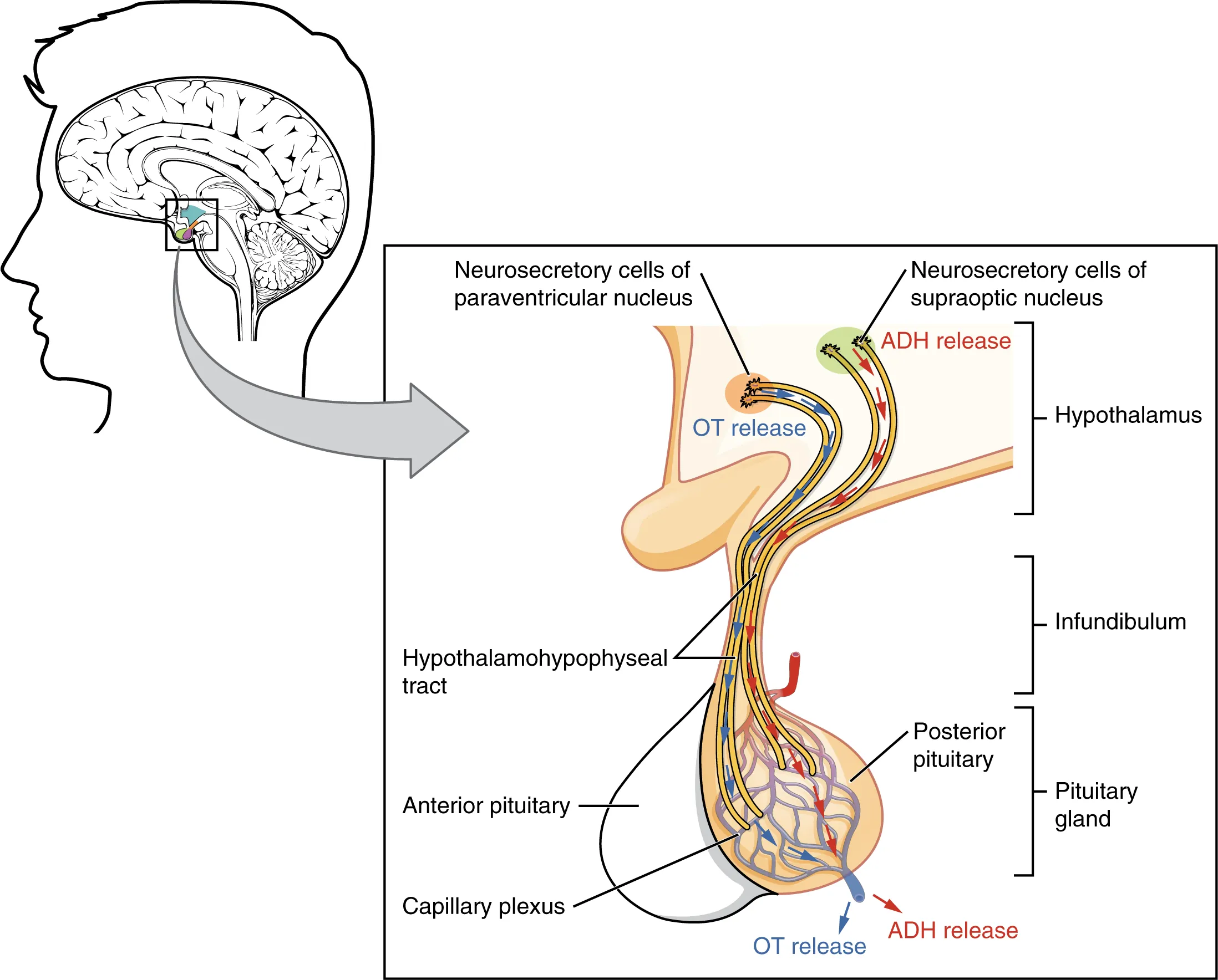 This illustration zooms in on the hypothalamus and the attached pituitary gland. The posterior pituitary is highlighted. Two nuclei in the hypothalamus contain neurosecretory cells that release different hormones. The neurosecretory cells of the paraventricular nucleus release oxytocin (OT) while the neurosecretory cells of the supraoptic nucleus release anti-diuretic hormone (ADH). The neurosecretory cells stretch down the infundibulum into the posterior pituitary. The tube-like extensions of the neurosecretory cells within the infundibulum are labeled the hypothalamophypophyseal tracts. These tracts connect with a web-like network of blood vessels in the posterior pituitary called the capillary plexus. From the capillary plexus, the posterior pituitary secretes the OT or ADH into a single vein that exits the pituitary.