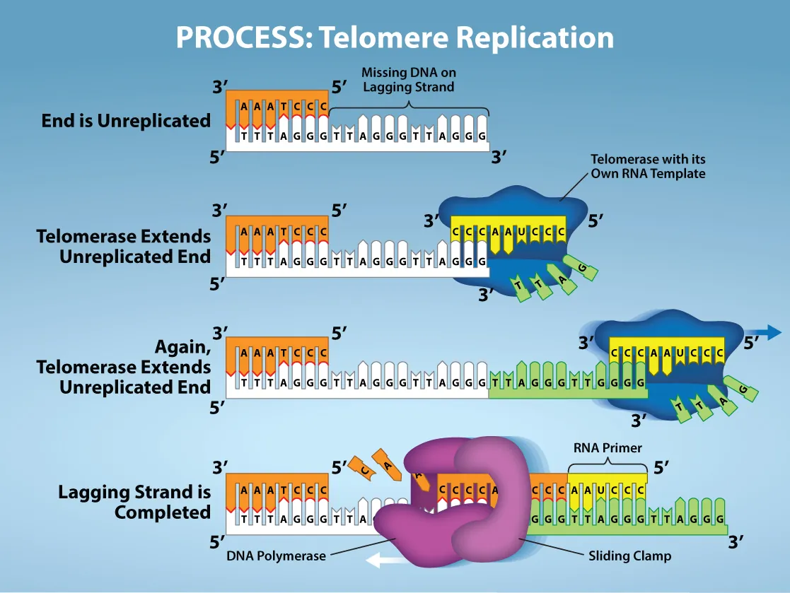 Telomerase has an associated RNA that complements the 5' overhang at the end of the chromosome. The RNA template is used to synthesize the complementary strand. Telomerase then shifts, and the process is repeated. Next, primase and DNA polymerase synthesize the rest of the complementary strand.