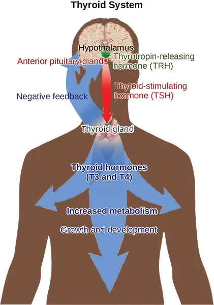 The hypothalamus secretes thyrotropin-releasing hormone, which causes the anterior pituitary gland to secrete thyroid-stimulating hormone, or T S H. Thyroid-stimulating hormone causes the thyroid gland to secrete the thyroid hormones T 3 and T 4, which increase metabolism, resulting in growth and development. In a negative feedback loop, T 3 and T 4 inhibit hormone secretion by the hypothalamus and pituitary, terminating the signal.