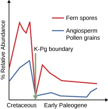 Graph with “Cretaceous” labling the first third of the x–axis and “Early Paleogene” labeling the remainder, left to right. The y–axis is labeled “% Relative Abundance.” A solid line representing “Fern Sperm” rises from a point about a third of the way up the y–axis, drops slightly, then rises, and drops sharply to zero the “K–Pg Boundary” (which is labeled as such). It then rises, but only to about half of its highest point before the boundary, then drops, and starts to almost level off slightly lower than it started. A dashed line represents “Angeosperm Pollen Grains,” which starts slightly lower than the “Fern Sperm,” raises to about half the level of the “Fern Sperm,” and drops sharply to zero at the “K–Pg Boundary.” It then rises barely above the x–axis, and remains there to almost the end of the graph, where it rises almost to the level of the “Ferm Sperm. Credit: [Biointeractive.com](Biointeractive.com)”
