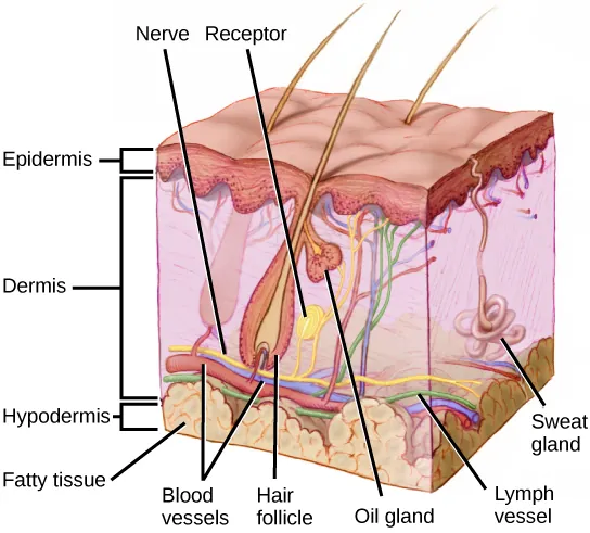 Illustration shows a cross section of mammalian skin. The outer epidermis is a thin layer, smooth on the outside. The middle dermis is much thicker than the epedermis. Blood, nerve and lymph vessels run along the bottom of it, and smaller capillaries and nerve endings extend to the upper part. One nerve ends in a receptor. Sweat glands extend from the dermis into the epidermis. Hair follicles extend from the base of the dermis to the upper part where they are joined by oil glands. Hairs extend from the follicles, through the epidermis and out of the skin. The hypodermis is a fatty layer beneath the dermis, below the blood vessels, and bases of the hair follicles.