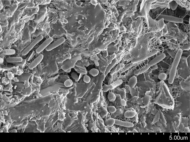 A microscopic image of bacteria on a surface. About fifteen cylindrical bacteria are scattered around the surface, with other stringy and hairlike structures between them.