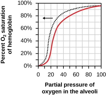 The graph plots percent oxygen saturation of hemoglobin as a function of oxygen partial pressure in the alveoli. Oxygen saturation is shown as a solid line that increases in an S-shaped curve, from 0 to 100 percent as the partial pressure of oxygen increases from 0 to 100. There is also a dashed line and arrow showing the curve shifting to the left and becoming more convex.