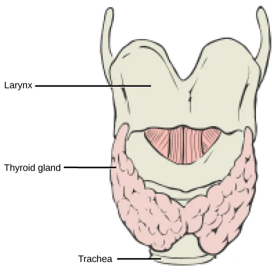The thyroid is located in the neck beneath the larynx and in front of the trachea. It consists of right and left lobes.