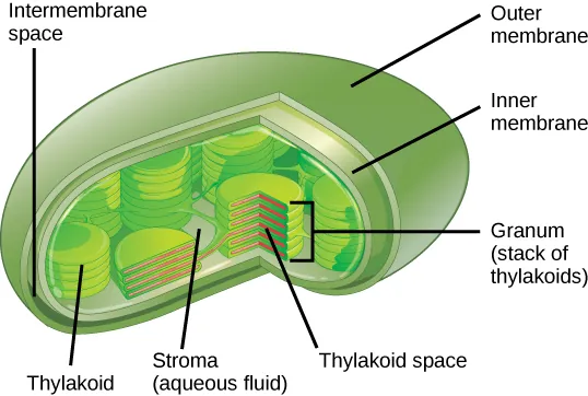 This illustration shows a chloroplast, which has an outer membrane and an inner membrane. The space between the outer and inner membranes is called the intermembrane space. Inside the inner membrane are flat, pancake-like structures called thylakoids. The thylakoids form stacks called grana. The liquid inside the inner membrane is called the stroma, and the space inside the thylakoids is called the thylakoid space.