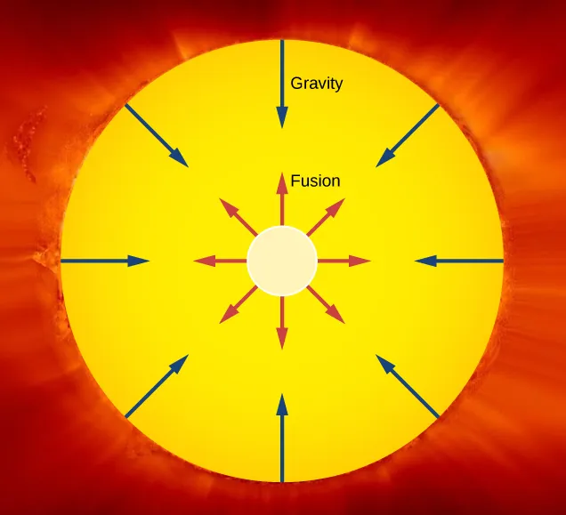 The figure shows the Sun as a circle and the Sun’s core as a smaller concentric circle within it. Arrows labeled fusion radiate outwards from the core. Arrows labeled gravity radiate inwards from the surface.
